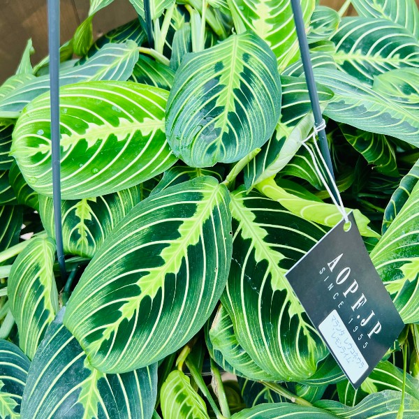 おしゃれ　観葉植物：マランタ レウコネウラ レモンライム*8号　吊り鉢