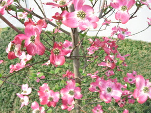 斑入りハイブリッドハナミズキ 彩(イロドリ)樹高2.0m前後(根鉢まず) フイリ 白花 シンボルツリー 庭木 植木 落葉樹 落葉高木