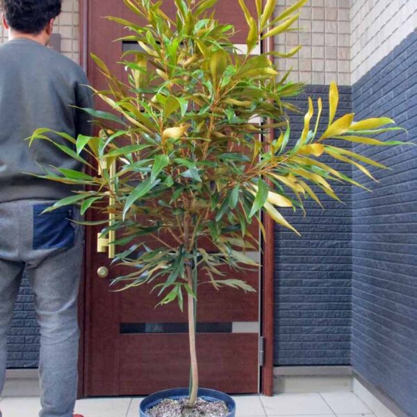 大型にて日時指定できませんグレビレア・ベイリアナ　グレビレア・ゴールド　グレビレア・バイレイヤナ　１０号　Ｇ３１番　Grevillea baileyana