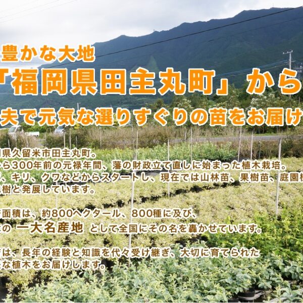 ■送料無料■ ブルーベリー・バルドウィン 樹高0.4m前後 15cmポット 花、実、紅葉、庭木 ラビットアイ系 苗木 植木 苗 庭木 生け垣 果樹