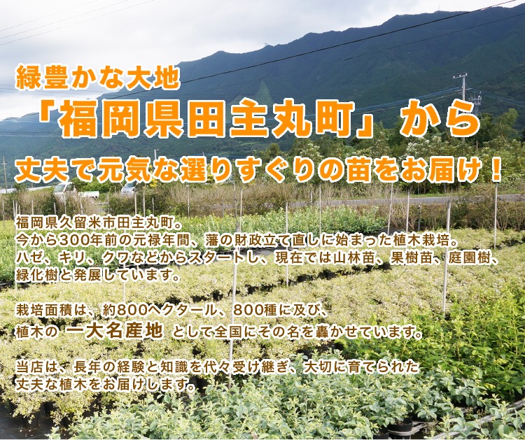 ■送料無料■ ブルーベリー・バルドウィン 樹高0.4m前後 15cmポット 花、実、紅葉、庭木 ラビットアイ系 苗木 植木 苗 庭木 生け垣 果樹